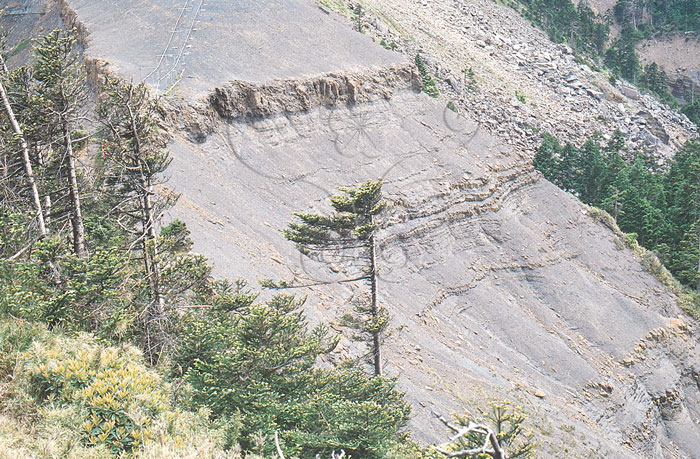 * 圖說：
				圖12. 大霸尖山霸基主要由變質泥質岩之硬頁岩所組成偶夾石英岩