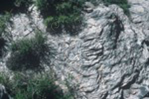 * 圖說：
				圖13. 審馬陣山廬山層板岩－千枚質板岩，板劈理發達。 