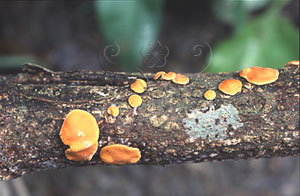 * 圖說：
				2. 野外生長在木頭上的肉座菌。