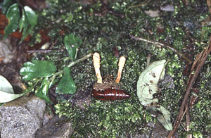 * 圖說：
				2.寄生於鱗翅目幼蟲或蛹上的蛹蟲草(<i>Cordyceps militaris</i>)。