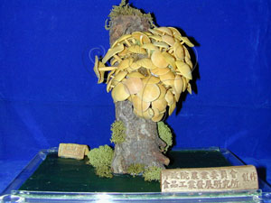 * 圖說：
				1.野生金針菇模型
