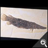硬骨魚綱 - 楔形雀鱔