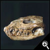 脊椎動物 - 劍齒虎頭蓋骨