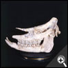 哺乳綱 - 大唇犀頭骨 