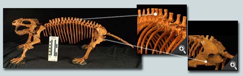 脊椎動物 - 二犬齒獸