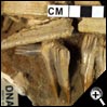 化石 - 鋸齒魚牙齒