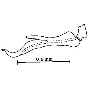 Aedeagus and connective, lateral view (Huang and Maldonado, 1992) zi0homo0100361000ps08.jpg
