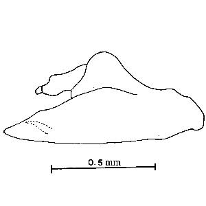 Pygofer and X th segment, lateral view (Huang and Maldonado, 1992) 