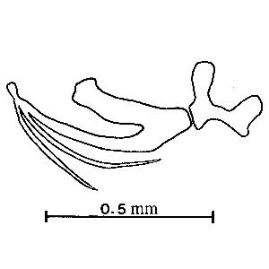 Aedeagus and connective, lateral view (Huang and Maldonado, 1992) zi0homo0100662000ps05.jpg