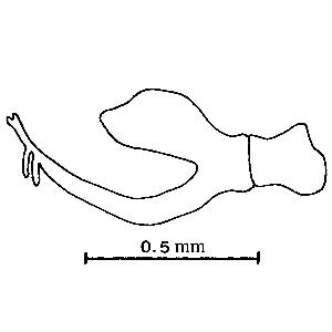 Aedeagus and connective, lateral view (Huang and Maldonado, 1992) zi0homo0101262000ps05.jpg
