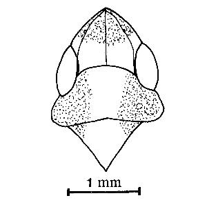 Vertex, pronotum and scutellum (Huang,1992) zi0homo0101461000ps01.jpg