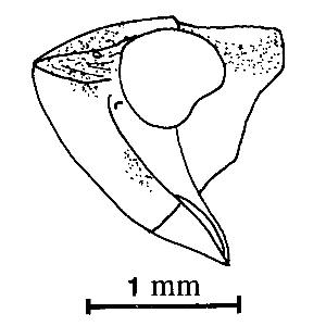 Vertex and pronotum, lateral view (Huang,1992) zi0homo0101461000ps04.jpg