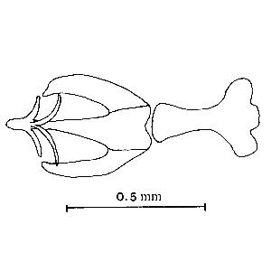 Aedeagus and connective, ventral view (Huang,1992) zi0homo0101462000ps04.jpg