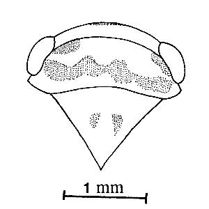 Vertex, pronotum and scutellum (Huang and Maldonado, 1992) zi0homo0102461000ps01.jpg