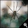 非昆蟲 -  蜘蛛