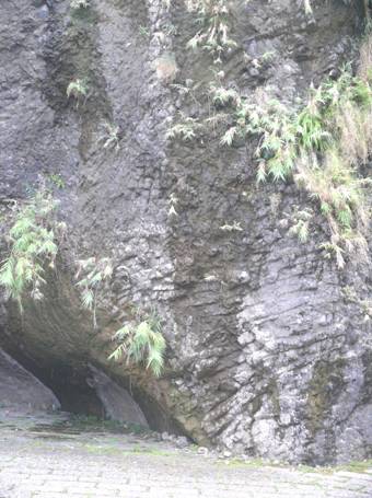 圖8.八仙洞安山岩岩脈具傾斜排列之柱狀節理構造