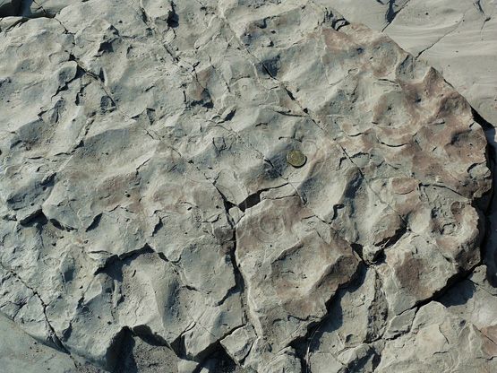 圖10.卓蘭層淡青灰色砂岩局部具有波痕構造。