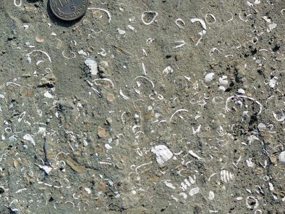 圖11.卓蘭層砂岩中常夾許多化石碎屑富集之貝塚堆積物。