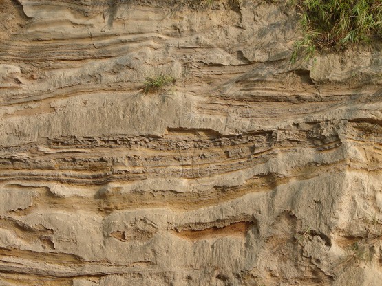 圖3. 火炎山的頭嵙山層下部香山相砂岩層由泥質砂岩、粉砂岩組成。