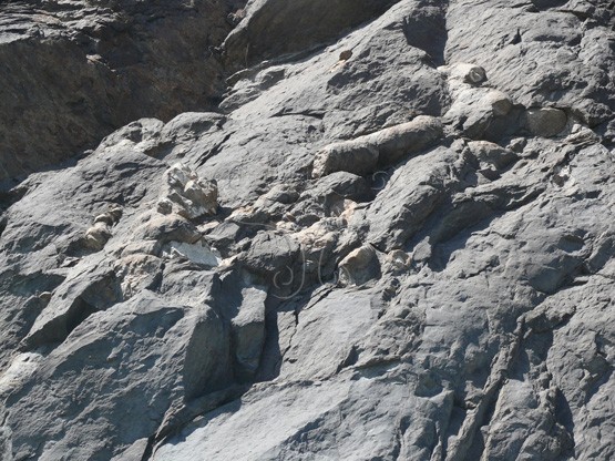圖30. 寶來溪流域主要岩石為硬頁岩與火山碎屑岩所組成，硬頁岩中多冷泉碳酸鹽岩（俗稱龜甲石）之包裹物。