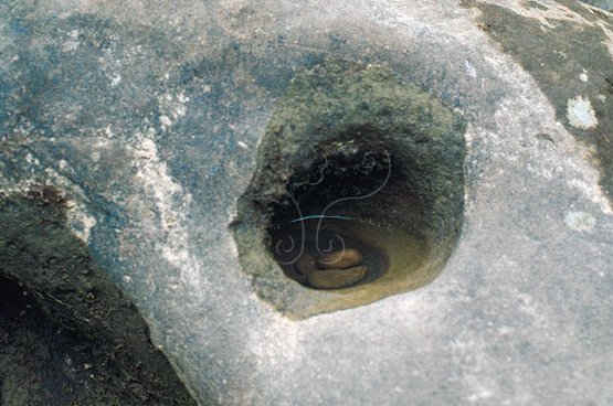 圖1.暖暖基隆河暖江橋畔，由漩渦水流、礫石摩擦產生之單一壺穴。 