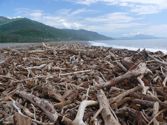圖6. 太麻里溪莫拉克颱風過後，海灘堆滿了漂流木。
