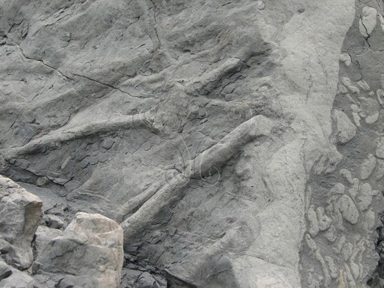 圖14.集集攔河堰卓蘭層多沙棒生痕化石。